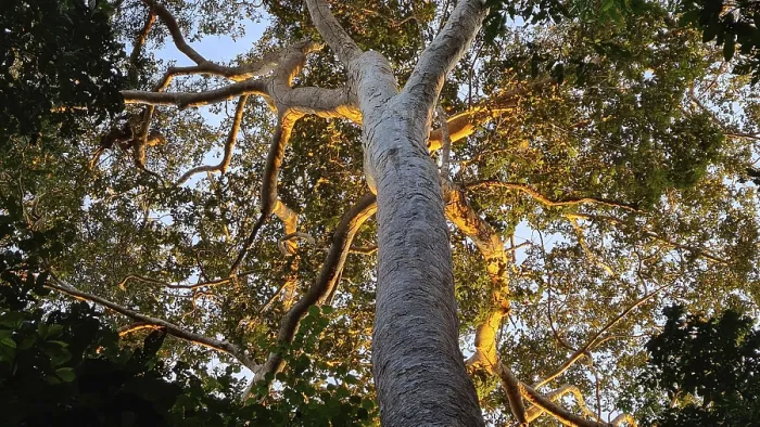 Gerahmter Druck : Riesiger Baum im Regenwald bei Abendlicht. Gerahmter Druck : Riesiger Baum im Regenwald bei Abendlicht.
