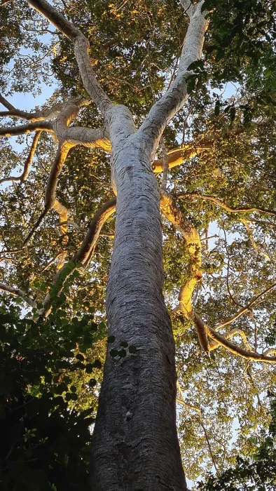 Gerahmter Druck : Riesiger Baum im Regenwald bei Abendlicht. Gerahmter Druck : Riesiger Baum im Regenwald bei Abendlicht.
