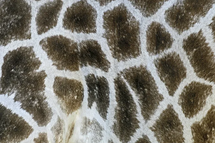 Gerahmter Druck : Giraffe Gerahmter Druck : Giraffe