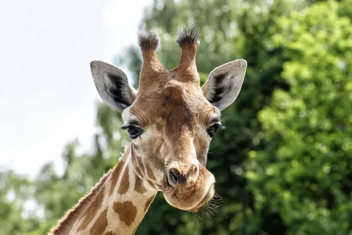 Gerahmter Druck : Giraffe Gerahmter Druck : Giraffe