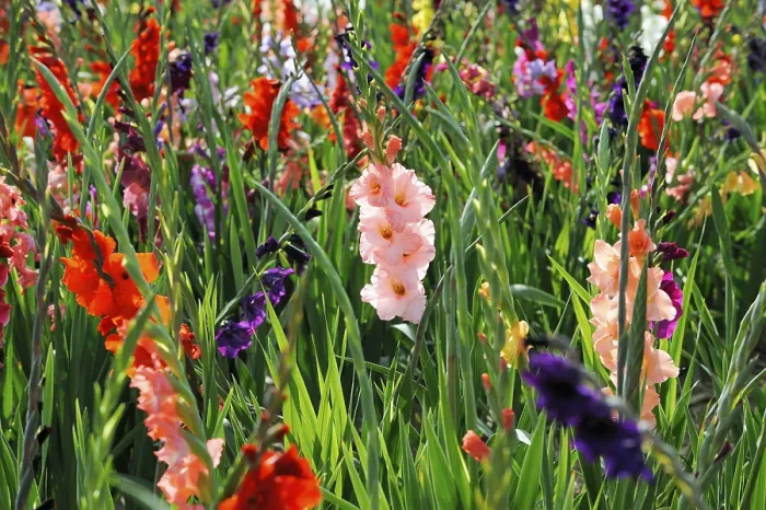 Gerahmter Druck : Gladiolen (Gladiolus) Gerahmter Druck : Gladiolen (Gladiolus)