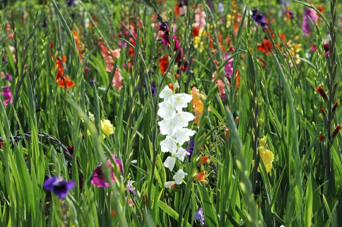 Gerahmter Druck : Gladiolen (Gladiolus) Gerahmter Druck : Gladiolen (Gladiolus)