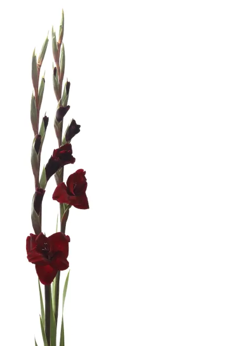 Gerahmter Druck : Gladiolus Gerahmter Druck : Gladiolus