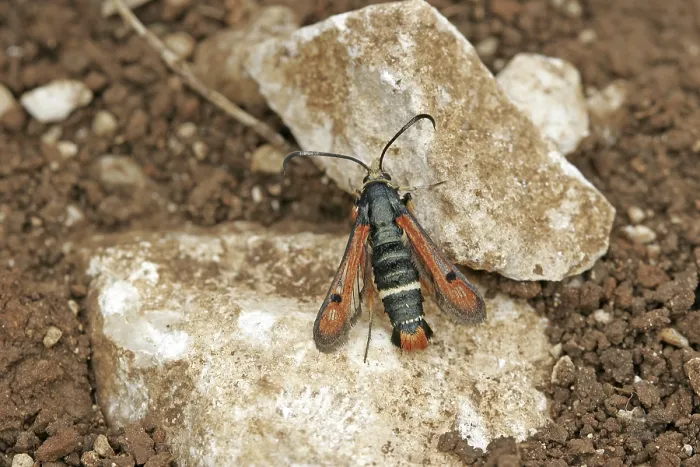 Gerahmter Druck : Glasswing Gerahmter Druck : Glasswing