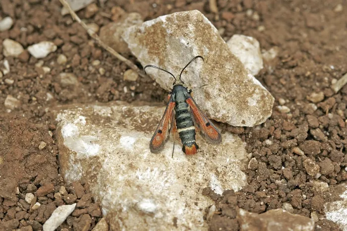 Gerahmter Druck : Glasswing
