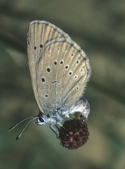 Gerahmter Druck : Glaucopsyche teleius, Licht-Meeres-Button-Ant Blue Gerahmter Druck : Glaucopsyche teleius, Licht-Meeres-Button-Ant Blue