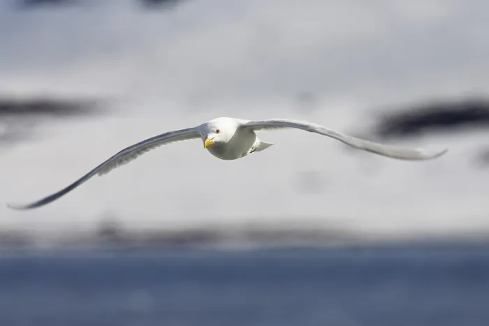 Gerahmter Druck : Glaucousmöwe im Flug (Larus hyperboreus) Gerahmter Druck : Glaucousmöwe im Flug (Larus hyperboreus)