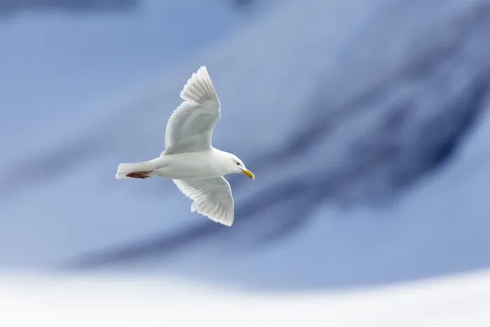Gerahmter Druck : Grauschnabelmöwe (Larus hyperboreus) Gerahmter Druck : Grauschnabelmöwe (Larus hyperboreus)