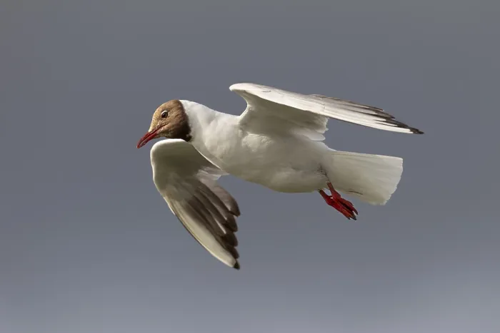 Gerahmter Druck : Im Gleitflug. Gerahmter Druck : Im Gleitflug.