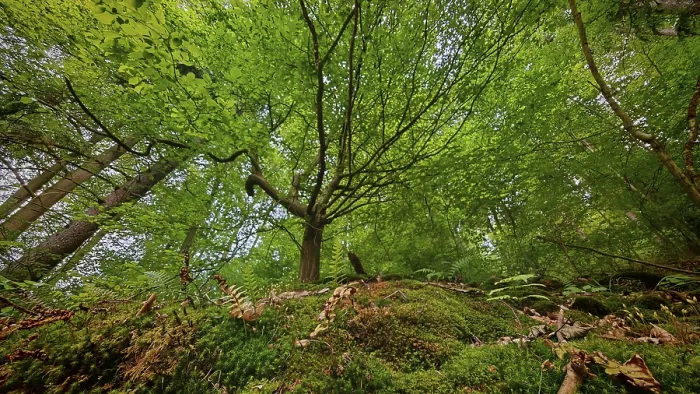 Gerahmter Druck : Ein Blick auf die Baumwipfel eines dichten. Gerahmter Druck : Ein Blick auf die Baumwipfel eines dichten.