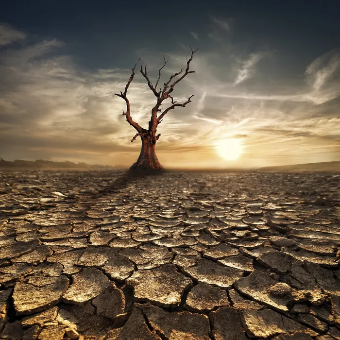 Gerahmter Druck : Klimawandellehre. Einsamer toter Baum unter dramatischem Abendsonnenuntergangshimmel in Trockenheit gekrähter Wüstenlandschaft. Gerahmter Druck : Klimawandellehre. Einsamer toter Baum unter dramatischem Abendsonnenuntergangshimmel in Trockenheit gekrähter Wüstenlandschaft.