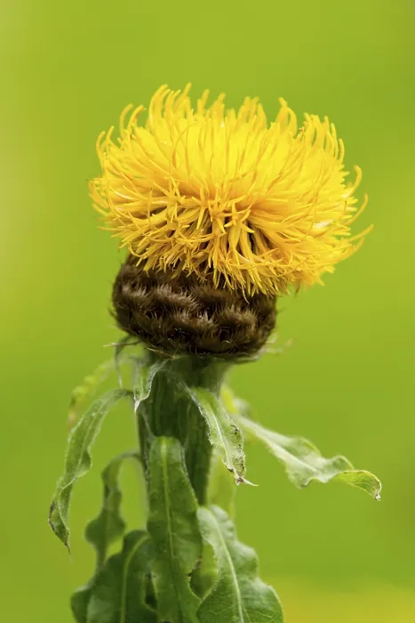Gerahmter Druck : Globe Knapweed (Centaurea macrocephala) Gerahmter Druck : Globe Knapweed (Centaurea macrocephala)