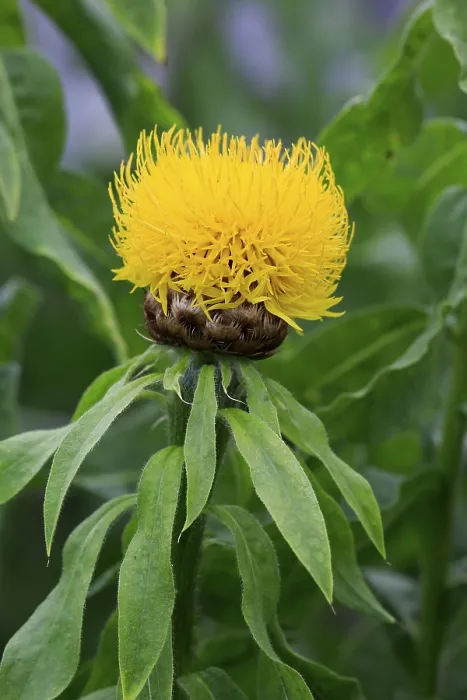 Gerahmter Druck : Globen-Knauweul (Centaurea macrocephala) Gerahmter Druck : Globen-Knauweul (Centaurea macrocephala)
