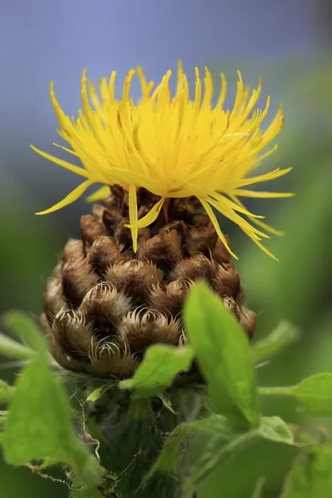 Gerahmter Druck : Globen-Knauerkraut (Centaurea macrocephala) Gerahmter Druck : Globen-Knauerkraut (Centaurea macrocephala)