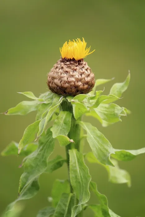 Gerahmter Druck : Globe-Knauweulchen (Centaurea macrocephala) Gerahmter Druck : Globe-Knauweulchen (Centaurea macrocephala)
