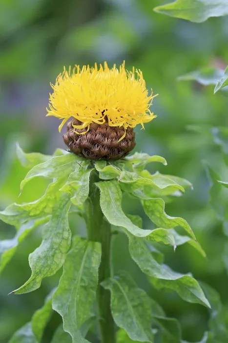 Gerahmter Druck : Globen-Knauweul (Centaurea macrocephala) Gerahmter Druck : Globen-Knauweul (Centaurea macrocephala)