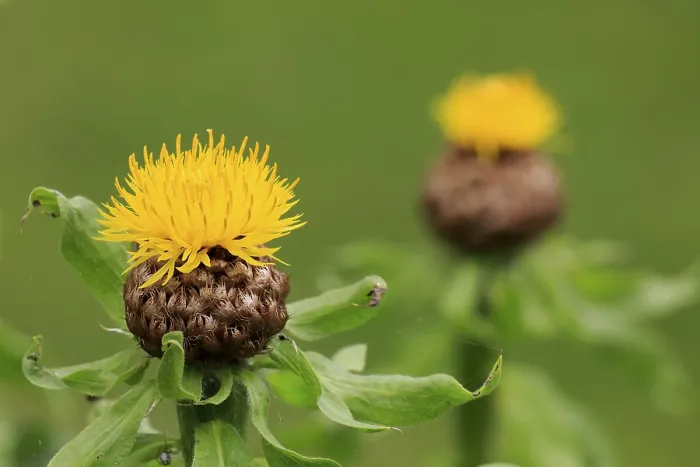 Gerahmter Druck : Globe Knopfweide (Centaurea macrocephala) Gerahmter Druck : Globe Knopfweide (Centaurea macrocephala)