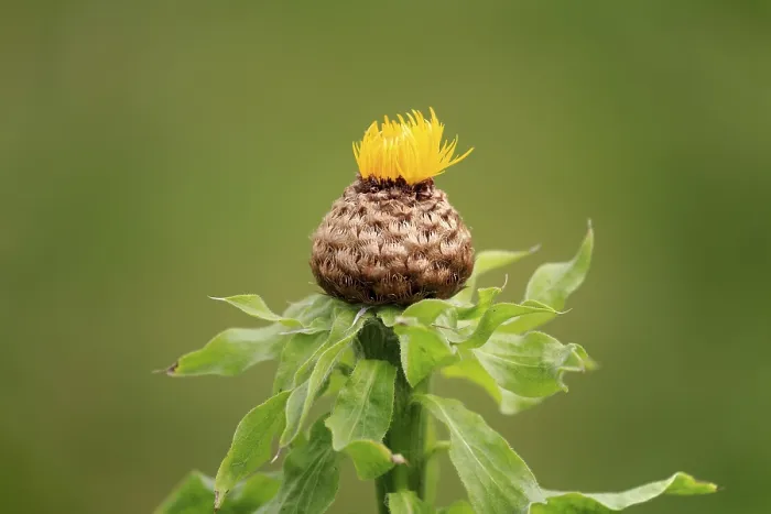 Gerahmter Druck : Globen-Knauweul (Centaurea macrocephala) Gerahmter Druck : Globen-Knauweul (Centaurea macrocephala)