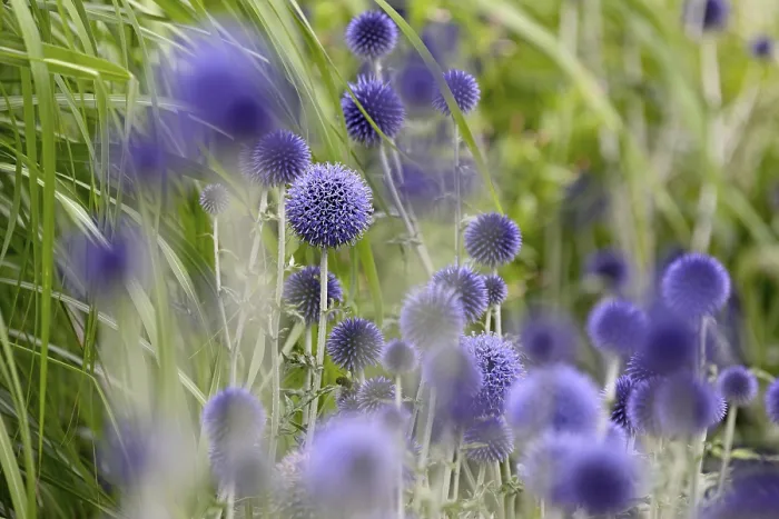 Gerahmter Druck : Echinops, blauer Blütenstand. Gerahmter Druck : Echinops, blauer Blütenstand.