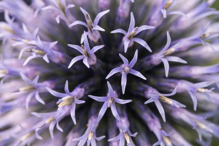 Gerahmter Druck : Echinosporne (Echinops), Deutschland Gerahmter Druck : Echinosporne (Echinops), Deutschland