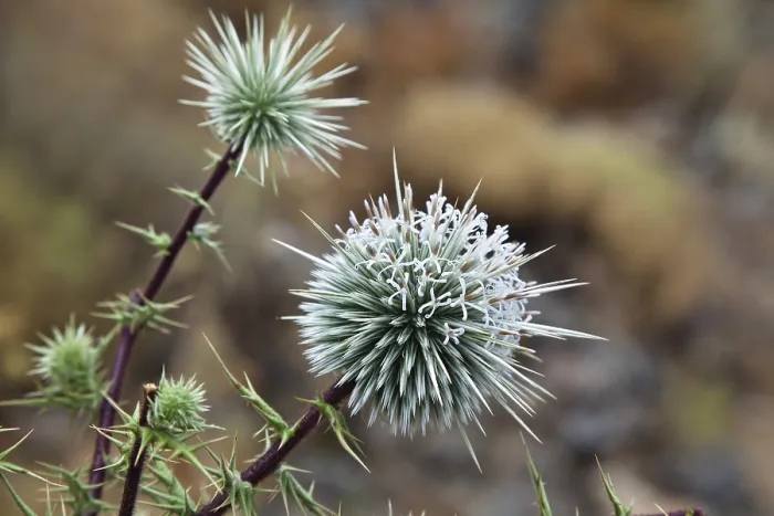 Gerahmter Druck : Echinops ritro Gerahmter Druck : Echinops ritro