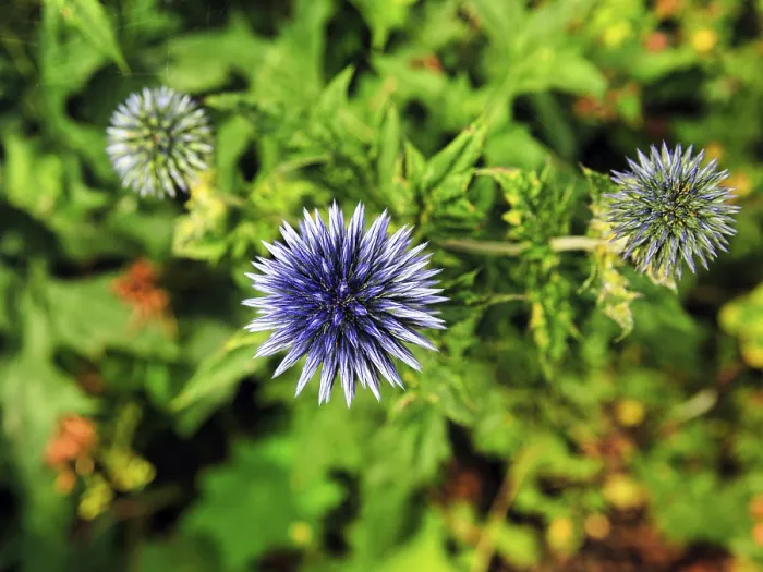 Gerahmter Druck : Globthistles (Echinops), Blick von oben. Gerahmter Druck : Globthistles (Echinops), Blick von oben.