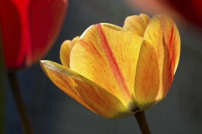 Gerahmter Druck : Leuchtende Tulpe Gerahmter Druck : Leuchtende Tulpe