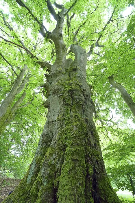 Gerahmter Druck : Verwachsener alter Buchenbaum (Fagus sylvatica) Gerahmter Druck : Verwachsener alter Buchenbaum (Fagus sylvatica)