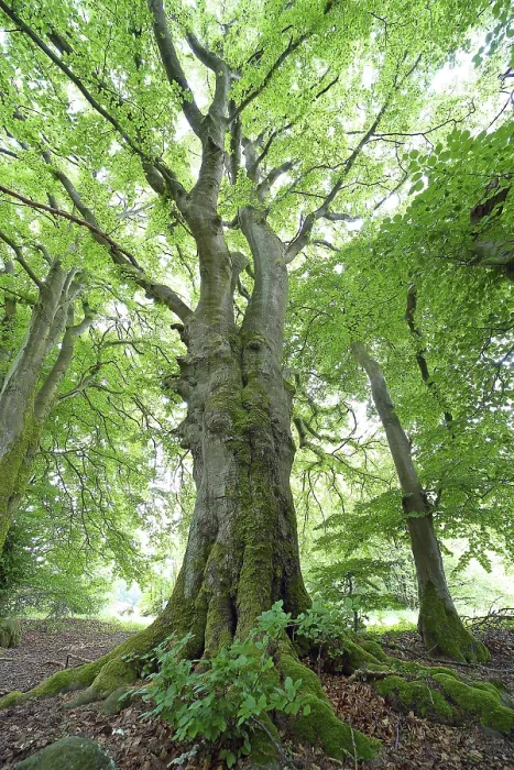 Gerahmter Druck : Verkommener alter Buchenbaum (Fagus sylvatica) Gerahmter Druck : Verkommener alter Buchenbaum (Fagus sylvatica)