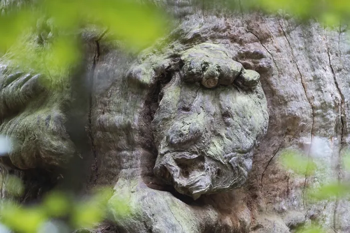 Gerahmter Druck : Gnarresche Gesicht in verknöchertem Baumstamm. Gerahmter Druck : Gnarresche Gesicht in verknöchertem Baumstamm.