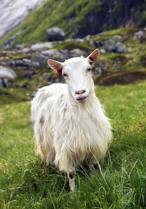 Gerahmter Druck : Ziege in Norwegen Gerahmter Druck : Ziege in Norwegen