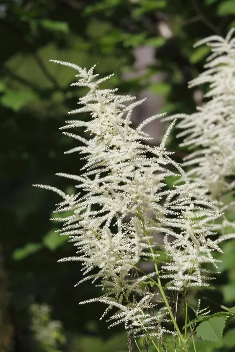 Gerahmter Druck : Ziegenbart oder Brautfeder (Aruncus dioicus) Gerahmter Druck : Ziegenbart oder Brautfeder (Aruncus dioicus)