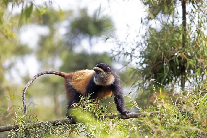 Gerahmter Druck : Goldener Affe (Cercopithecus mitis kandti) im Bambuswald. Gerahmter Druck : Goldener Affe (Cercopithecus mitis kandti) im Bambuswald.