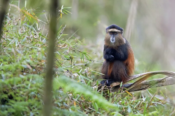 Gerahmter Druck : Goldener Affe (Cercopithecus mitis kandti) im Bambuswald. Gerahmter Druck : Goldener Affe (Cercopithecus mitis kandti) im Bambuswald.