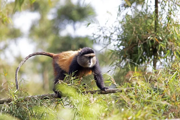 Gerahmter Druck : Goldener Affe (Cercopithecus mitis kandti) im Bambuswald. Gerahmter Druck : Goldener Affe (Cercopithecus mitis kandti) im Bambuswald.