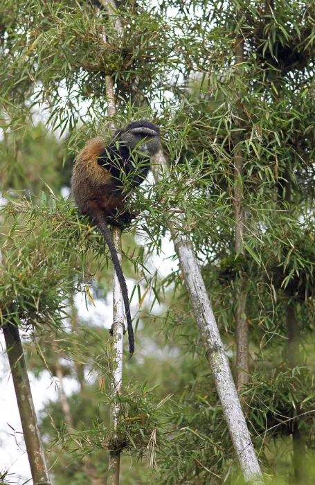 Gerahmter Druck : Goldener Affe (Cercopithecus mitis kandti) im Bambuswald. Gerahmter Druck : Goldener Affe (Cercopithecus mitis kandti) im Bambuswald.