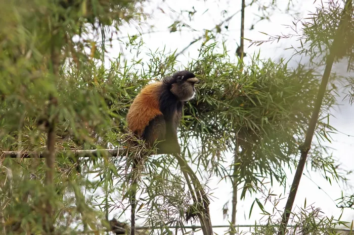 Gerahmter Druck : Goldener Affe (Cercopithecus mitis kandti) im Bambuswald. Gerahmter Druck : Goldener Affe (Cercopithecus mitis kandti) im Bambuswald.