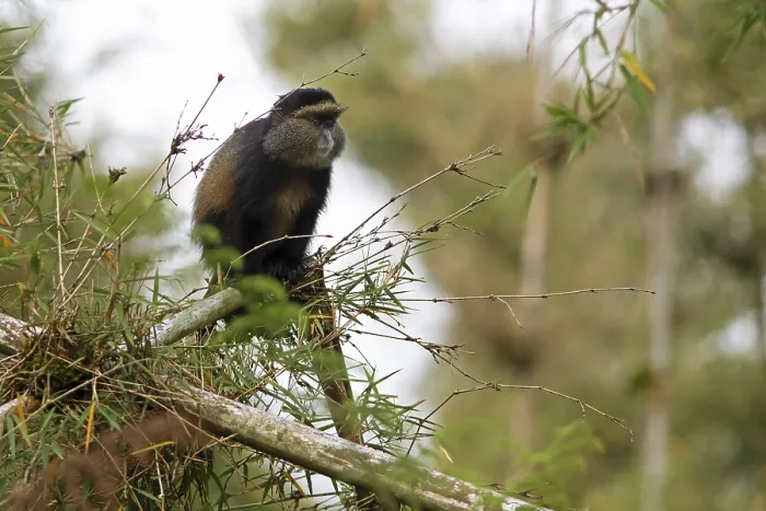 Gerahmter Druck : Goldener Affe (Cercopithecus mitis kandti) im Bambuswald. Gerahmter Druck : Goldener Affe (Cercopithecus mitis kandti) im Bambuswald.