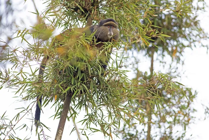 Gerahmter Druck : Goldener Affe (Cercopithecus mitis kandti) im Bambuswald. Gerahmter Druck : Goldener Affe (Cercopithecus mitis kandti) im Bambuswald.