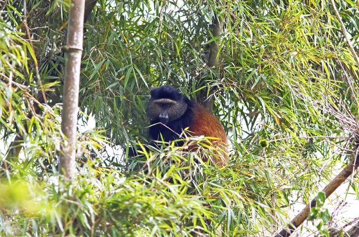 Gerahmter Druck : Goldener Affe (Cercopithecus mitis kandti) in der Bambuswald, Vulkangebirge von Virunga, Parc National des Volcans, Volcanoes Nationalpark, Ruanda Gerahmter Druck : Goldener Affe (Cercopithecus mitis kandti) in der Bambuswald, Vulkangebirge von Virunga, Parc National des Volcans, Volcanoes Nationalpark, Ruanda