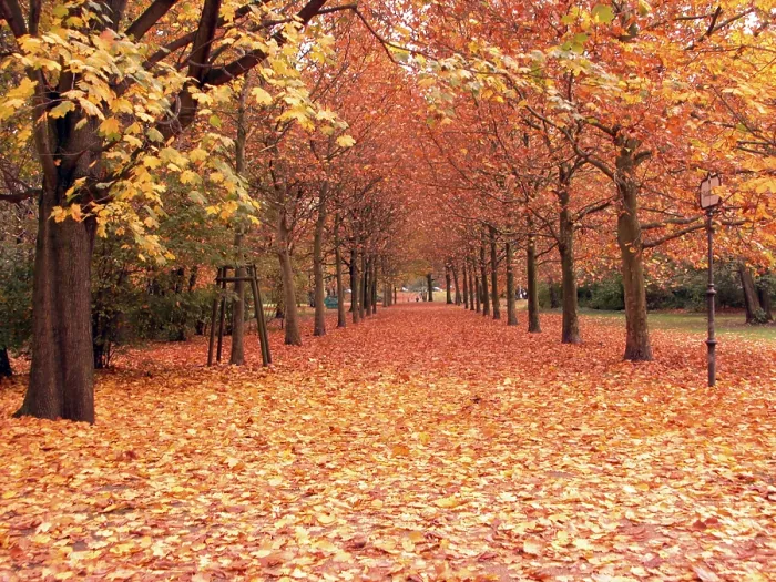 Gerahmter Druck : Goldener Oktober Gerahmter Druck : Goldener Oktober