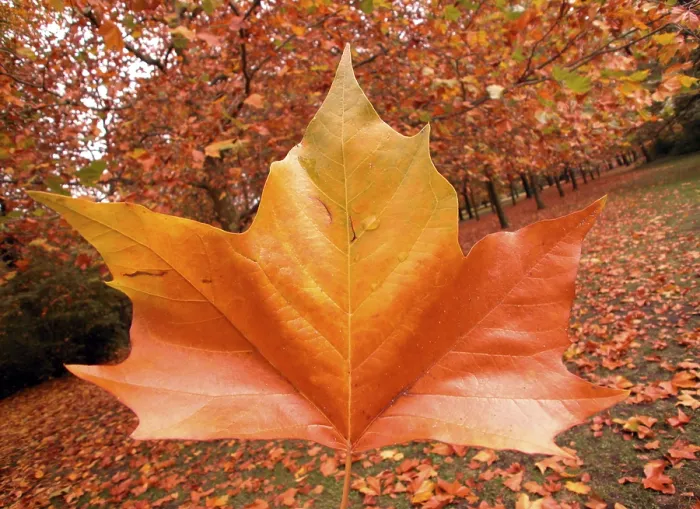 Gerahmter Druck : Goldener Oktober Gerahmter Druck : Goldener Oktober
