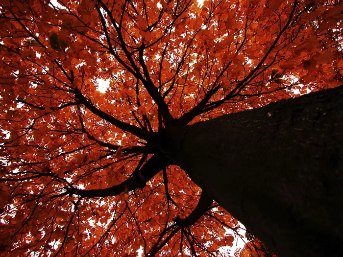 Gerahmter Druck : Goldener Oktober