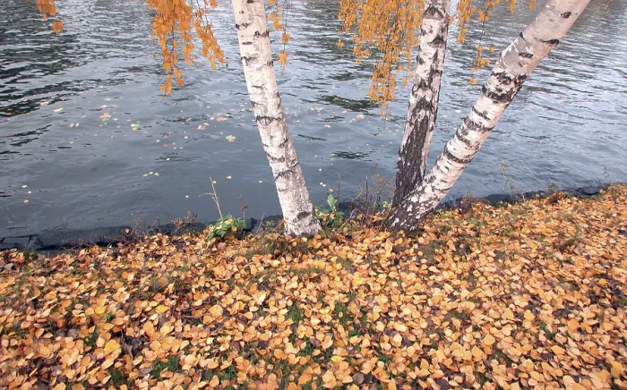 Gerahmter Druck : Goldener Oktober Gerahmter Druck : Goldener Oktober
