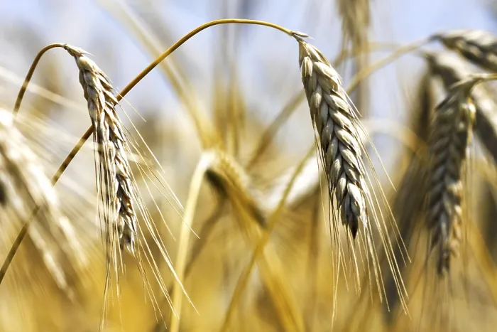 Gerahmter Druck : Goldener Weizen Gerahmter Druck : Goldener Weizen