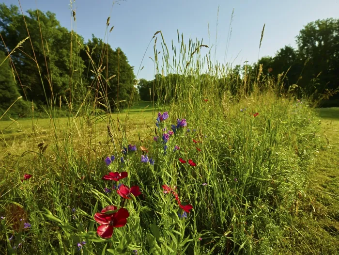 Gerahmter Druck : Golfplatz mit Blumenwiese Gerahmter Druck : Golfplatz mit Blumenwiese