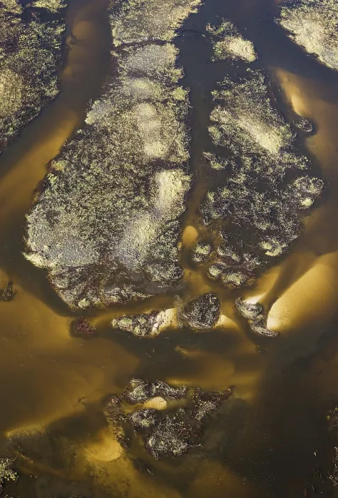 Gerahmter Druck : Der Gomoti River mit seinen labyrinthartigen Kanälen. Gerahmter Druck : Der Gomoti River mit seinen labyrinthartigen Kanälen.