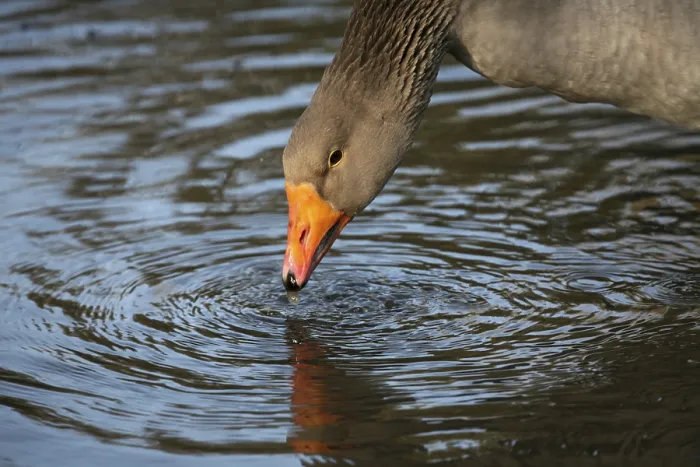 Gerahmter Druck : Gänse am Wasser Gerahmter Druck : Gänse am Wasser