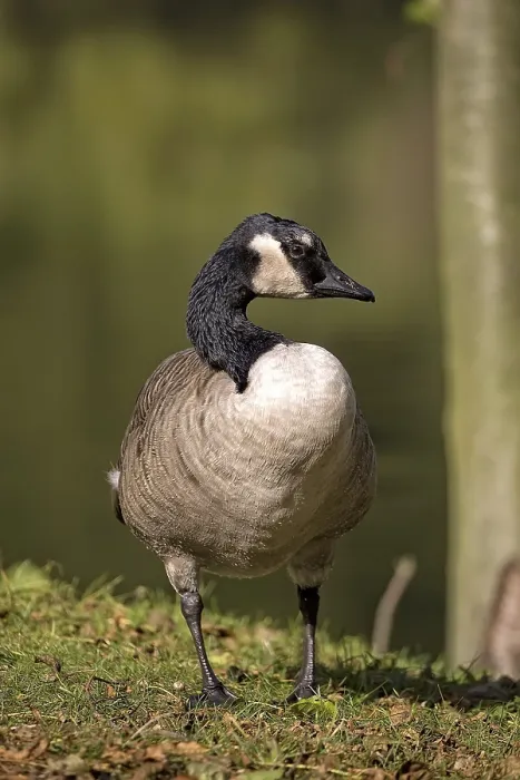 Gerahmter Druck : Gänse in freier Wildbahn in einem Lichtungen Gerahmter Druck : Gänse in freier Wildbahn in einem Lichtungen