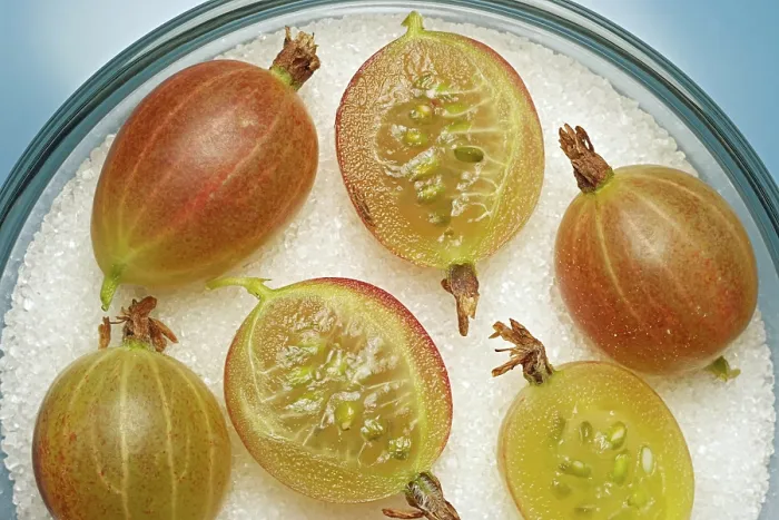 Gerahmter Druck : Gooseberries Gerahmter Druck : Gooseberries